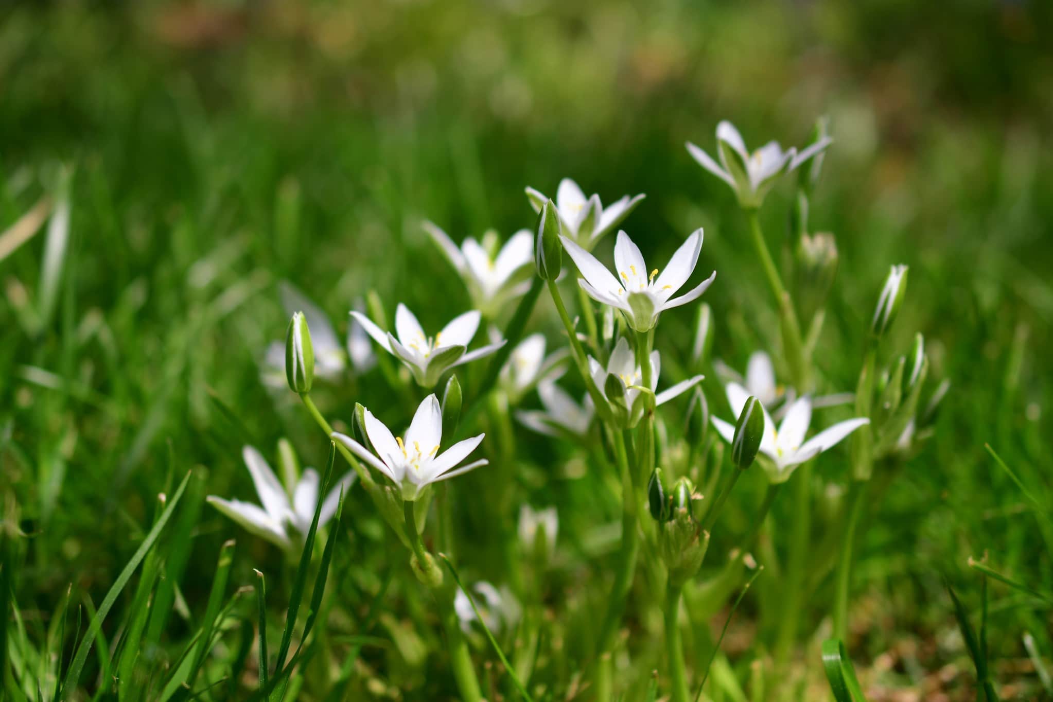 White grass lilies star of bethlehem nap at noon eleven oclock lady summer snowflakes small white t20 gr1ak7